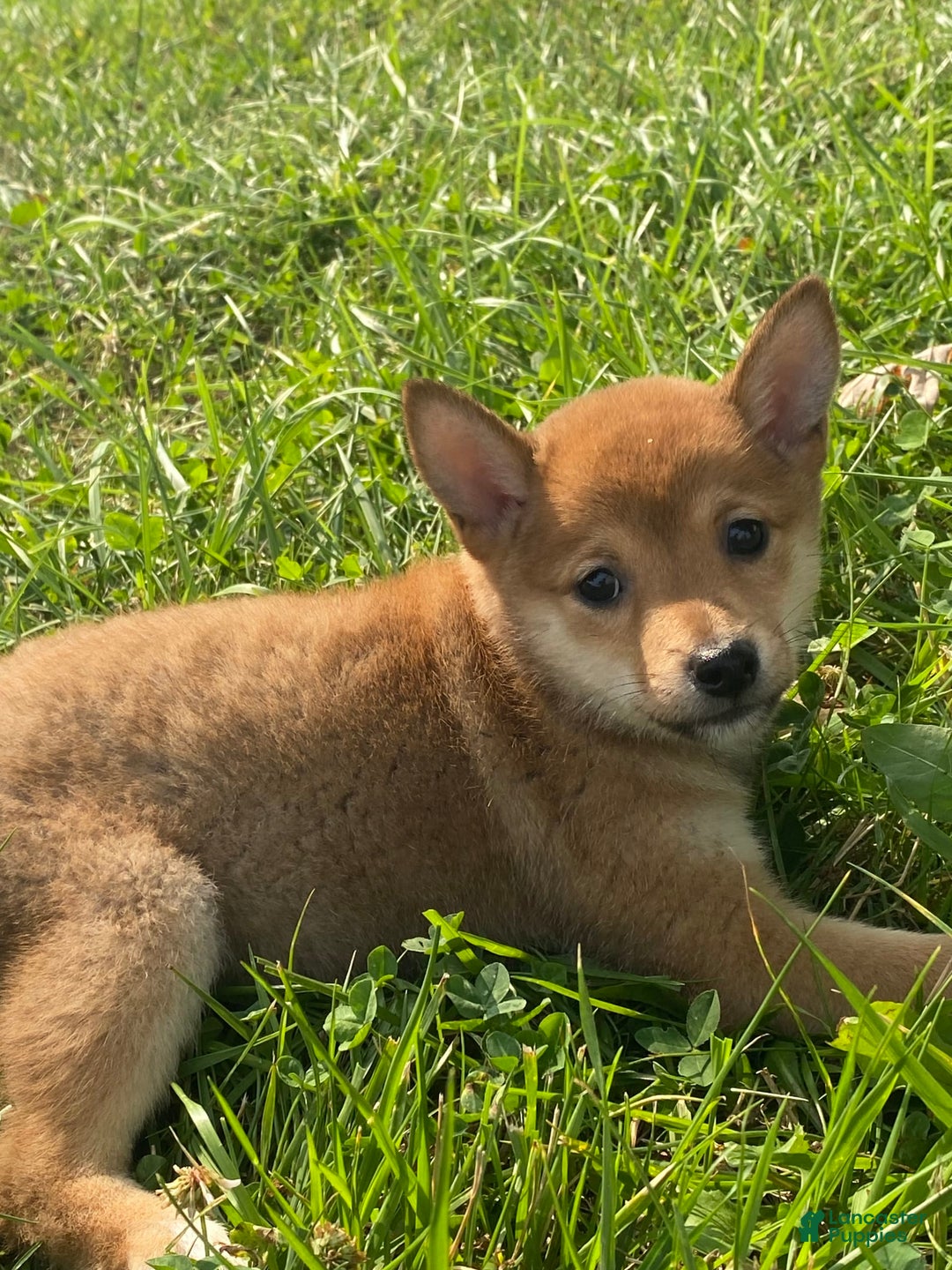 Shiba Inu dogs for sale: Irene - Image 4