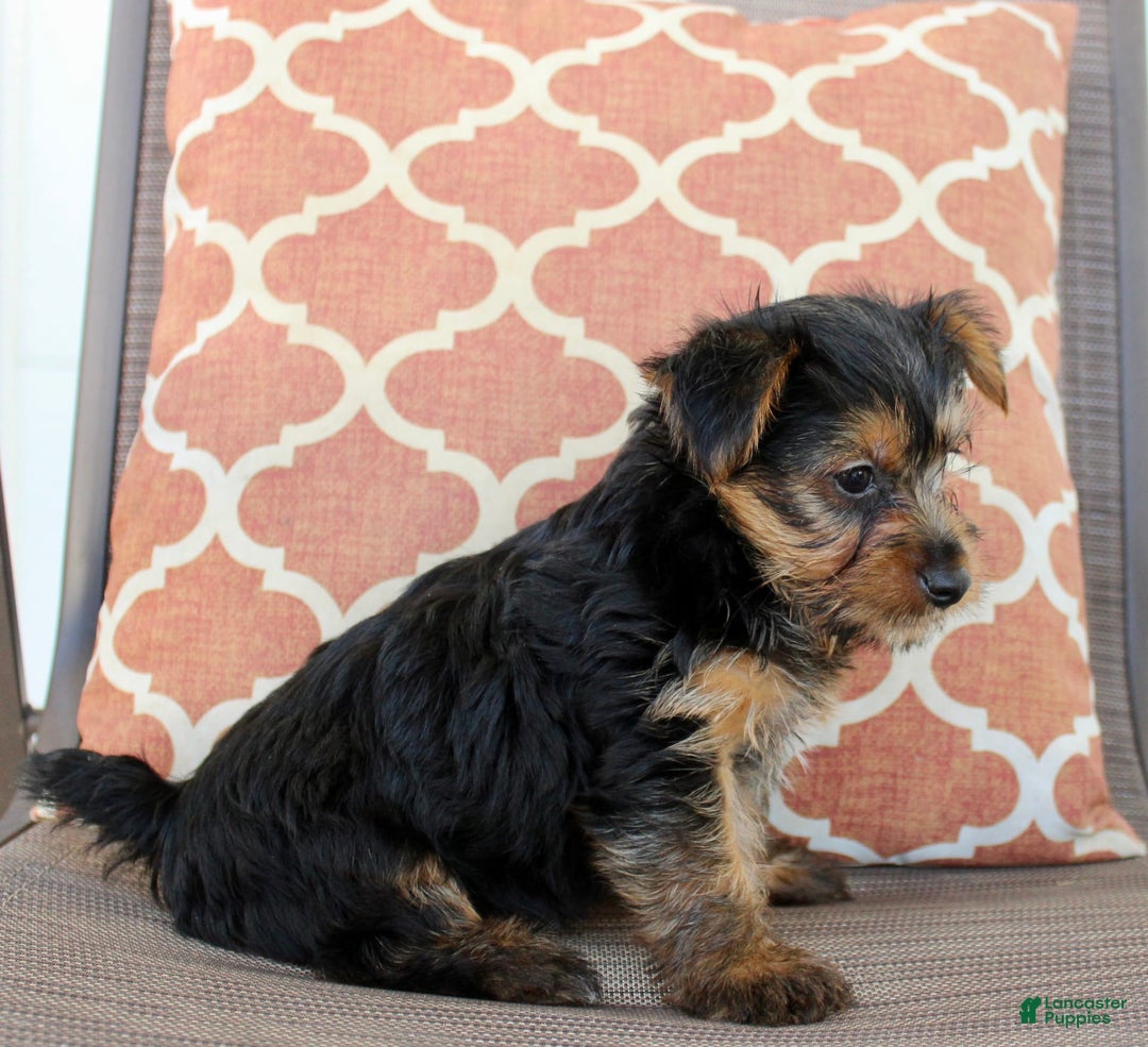 Yorkshire Terrier dogs for sale: Gracie - Image 3