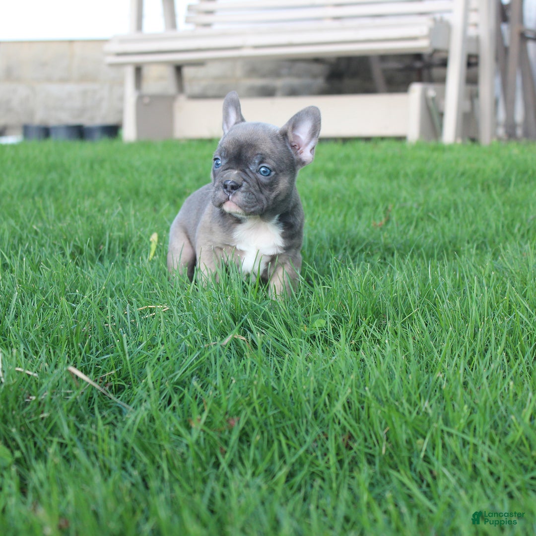 French Bulldog dogs for sale: French Bulldog 3 puppies - Image 33