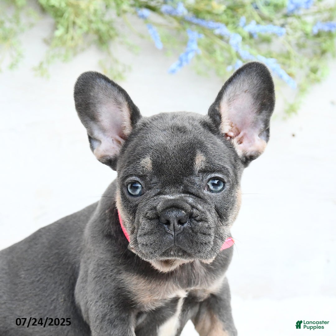 French Bulldog dogs for sale: French Bulldog 6 puppies - Image 4