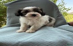 Teddy Bear dogs for sale: Evie - Image 7