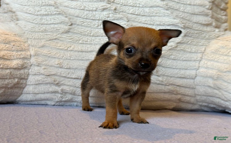 Chihuahua dogs for sale - Ad 1