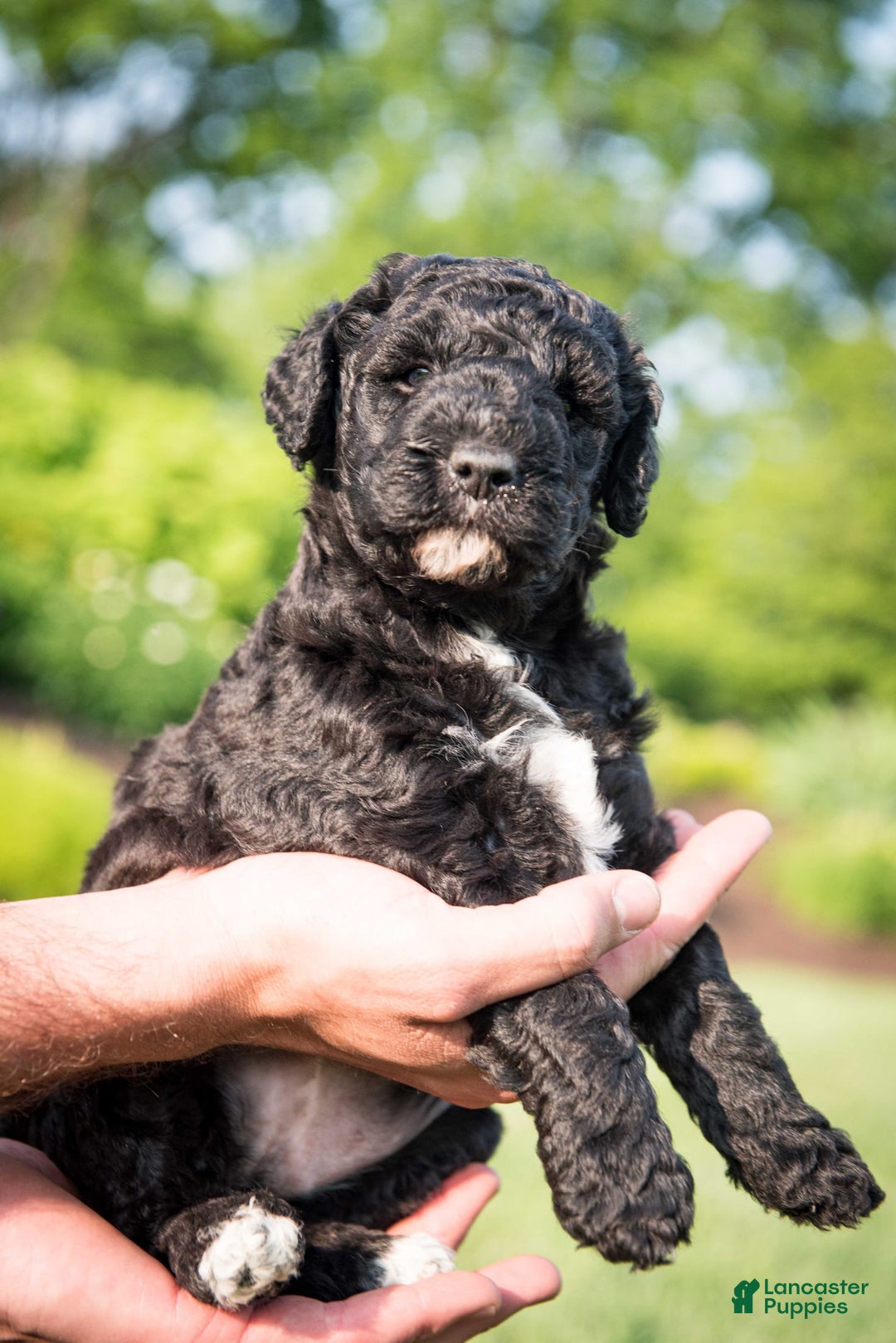 Goldendoodle dogs for sale: Jeneva - Image 10