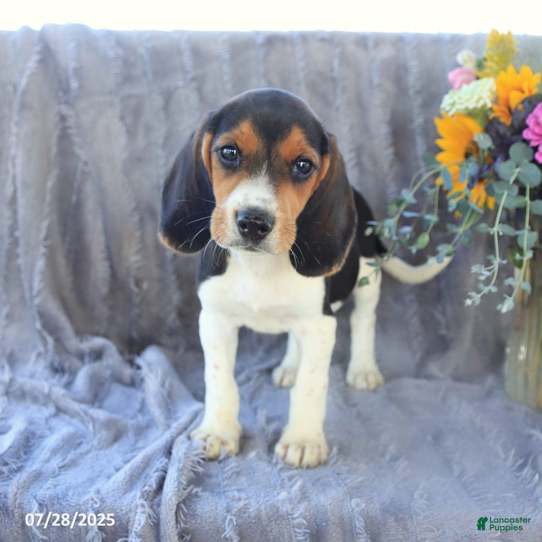 Beagle dogs for sale: Taffy - Image 3