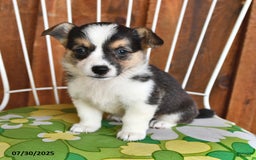 Welsh Corgi Pembroke dogs for sale: Stella - Image 3