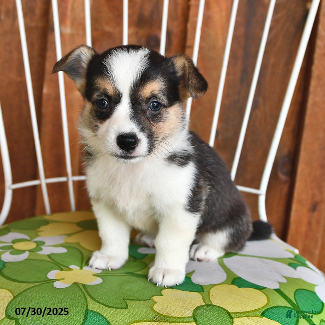 Welsh Corgi Pembroke dogs for sale: Stella - Image 3