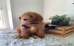 Goldendoodle dogs for sale: Kobe F2b - Image 11