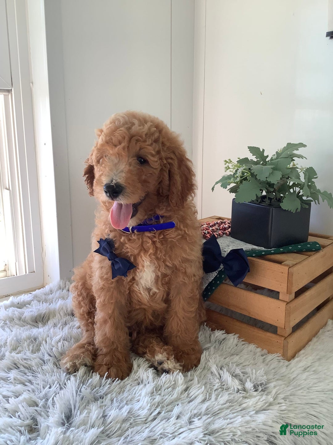 Goldendoodle dogs for sale: Kobe F2b - Image 11