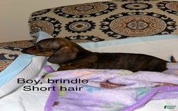 Dachshund dogs for sale: Ted - Image 1