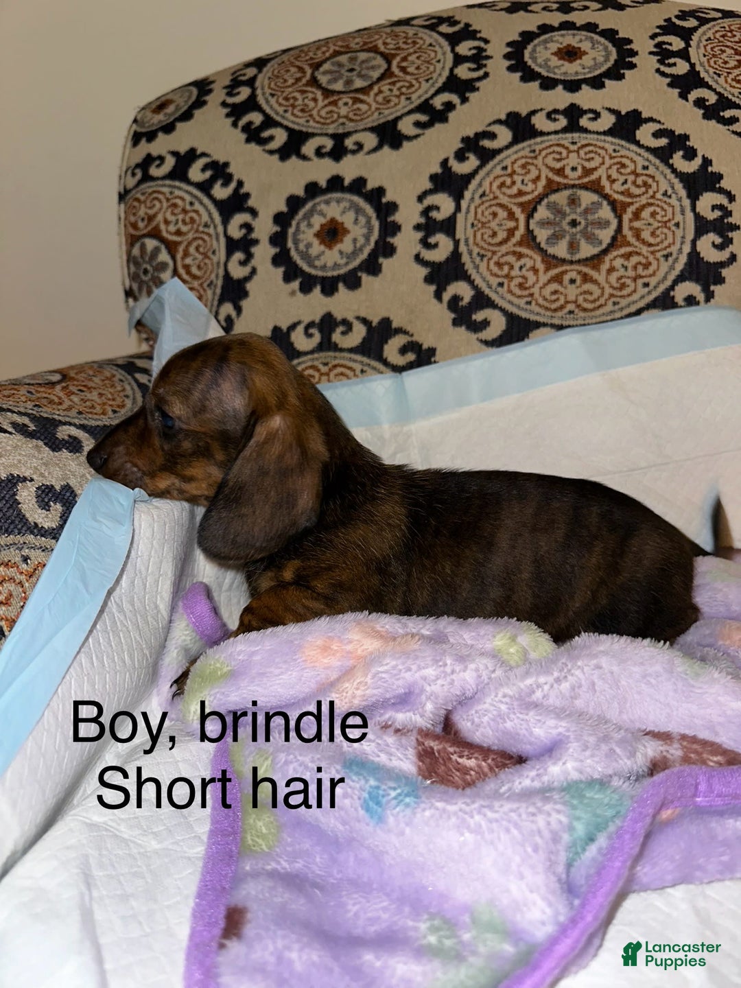 Dachshund dogs for sale: Ted - Image 1