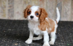 Cavalier King Charles Spaniel dogs for sale: Loki - Image 13