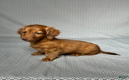 Miniature Dachshund dogs for sale: Kevin - Image 4