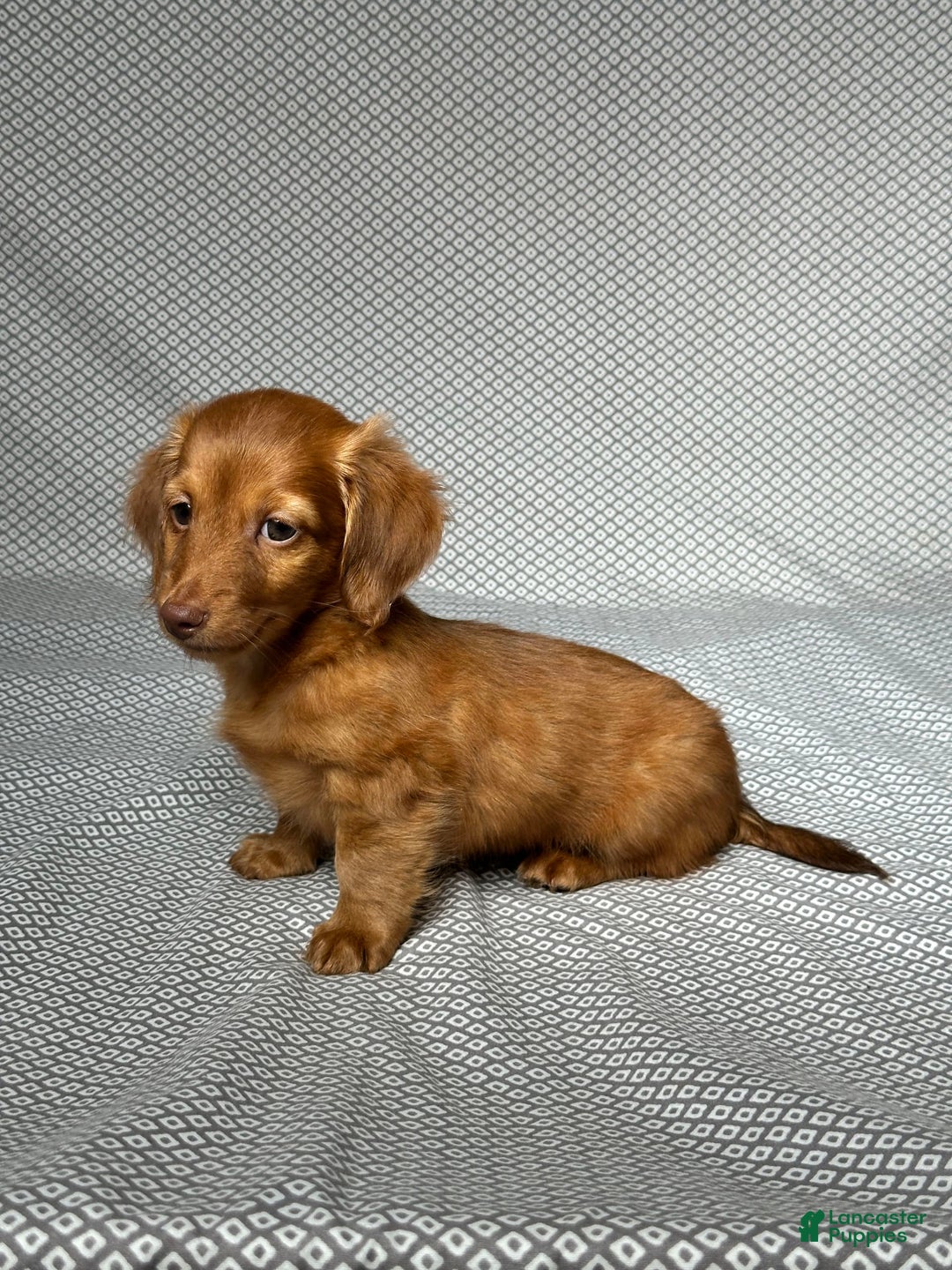 Miniature Dachshund dogs for sale: Kevin - Image 4