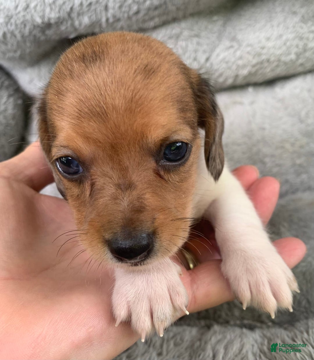 Miniature Dachshund dogs for sale: Baby Cooper - Image 12