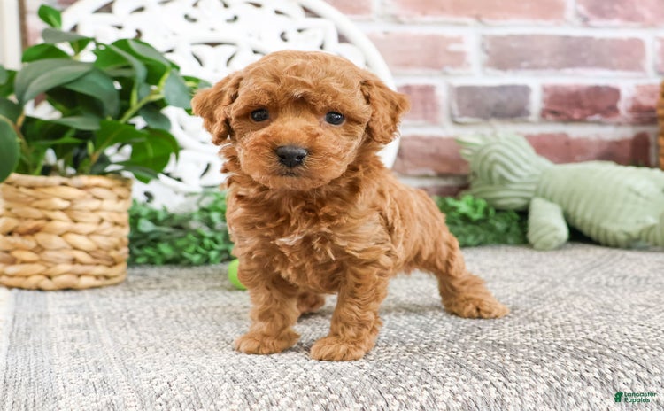 Miniature Poodle dogs for sale - Ad 3