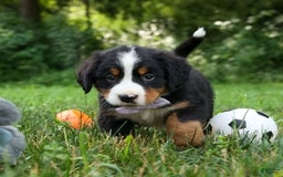 Bernese Mountain Dog dogs for sale: Suse - Image 20