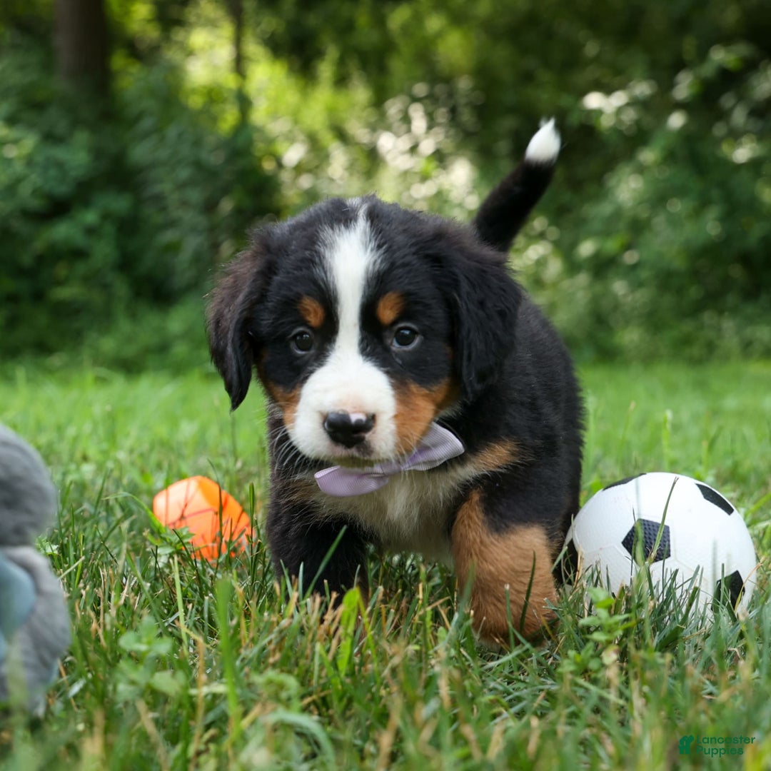 Bernese Mountain Dog dogs for sale: Suse - Image 20