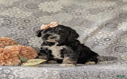 Cockapoo dogs for sale: Charlena - Image 12
