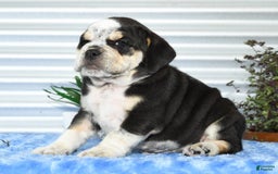 Beabull dogs for sale: Ike - Image 3