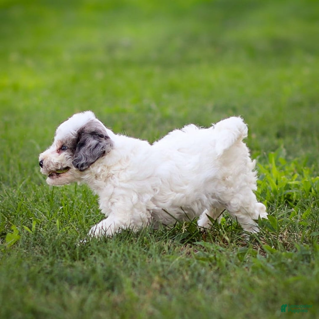 Goldendoodle dogs for sale: Oakland - Image 7