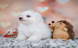 Bichon Frise dogs for sale: Tanner - Image 3