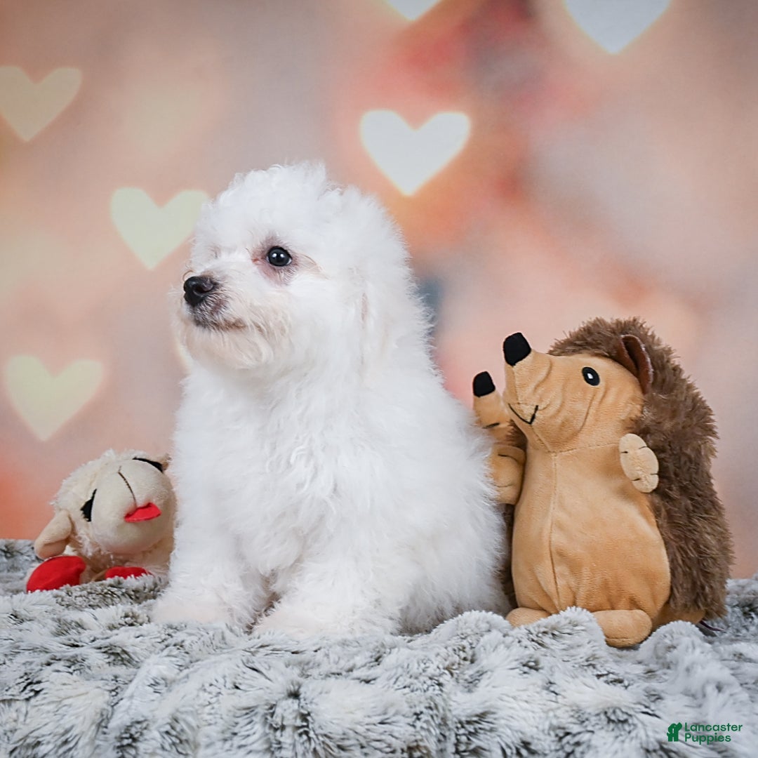 Bichon Frise dogs for sale: Tanner - Image 3
