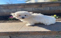 Coton De Tulear dogs for sale: Alex - Image 3