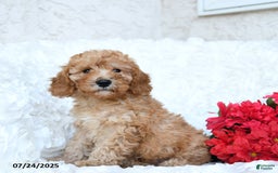 Mini Goldendoodle dogs for sale: Stewart - Image 4