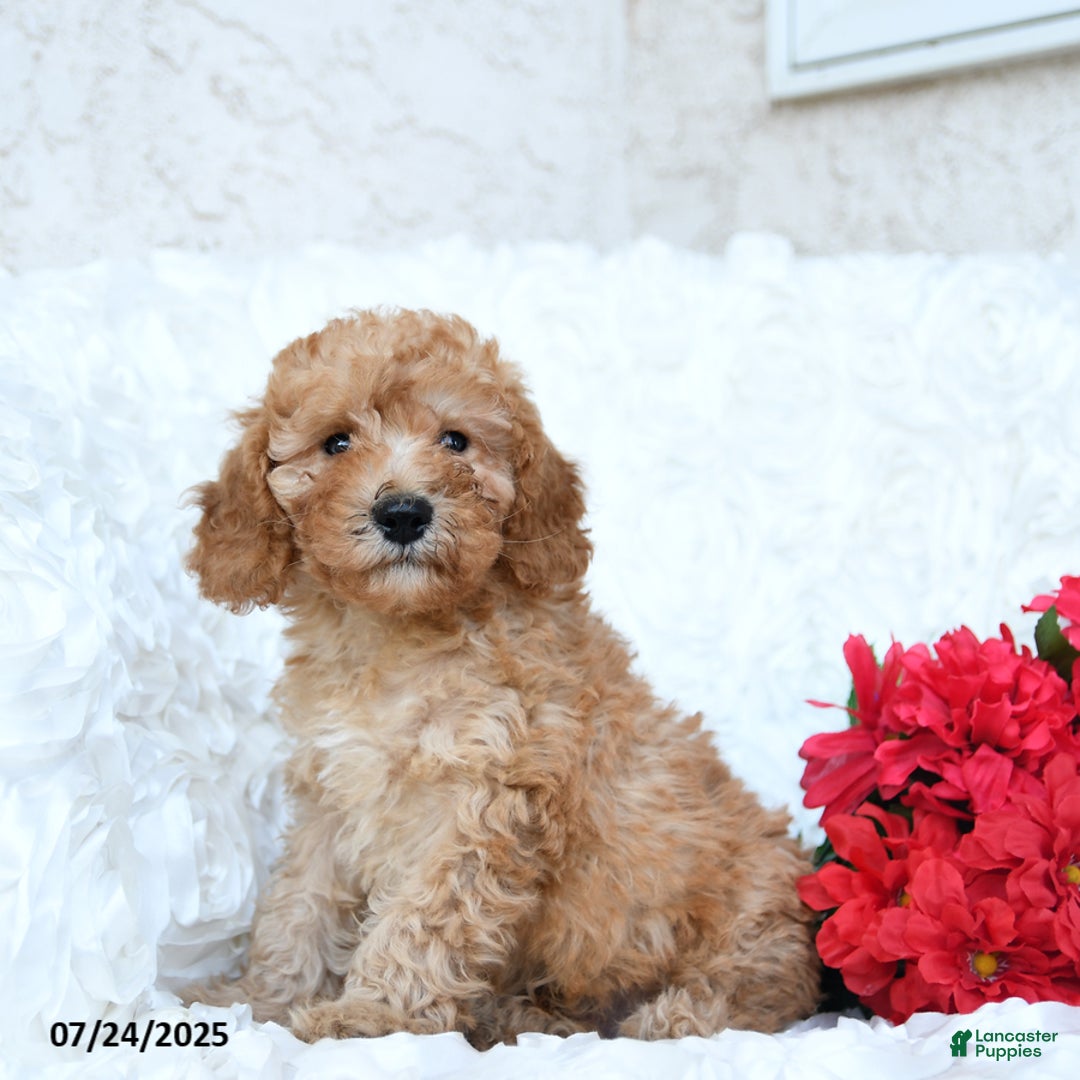 Mini Goldendoodle dogs for sale: Stewart - Image 4