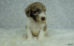 Newfypoo dogs for sale: Koda F1b - Image 6