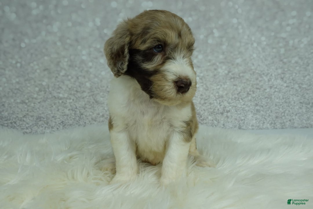 Newfypoo dogs for sale: Koda F1b - Image 6