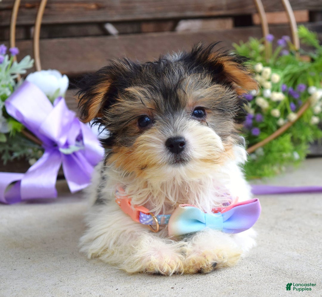 Yorkshire Terrier dogs for sale: Piper - Image 3
