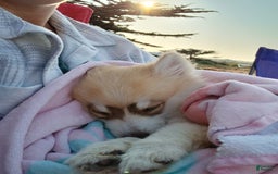 Pomsky dogs for sale: Sweetie Pie - Image 1