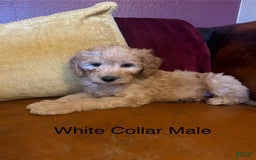 Goldendoodle dogs for sale: White Collar Male - Paulie - Image 1