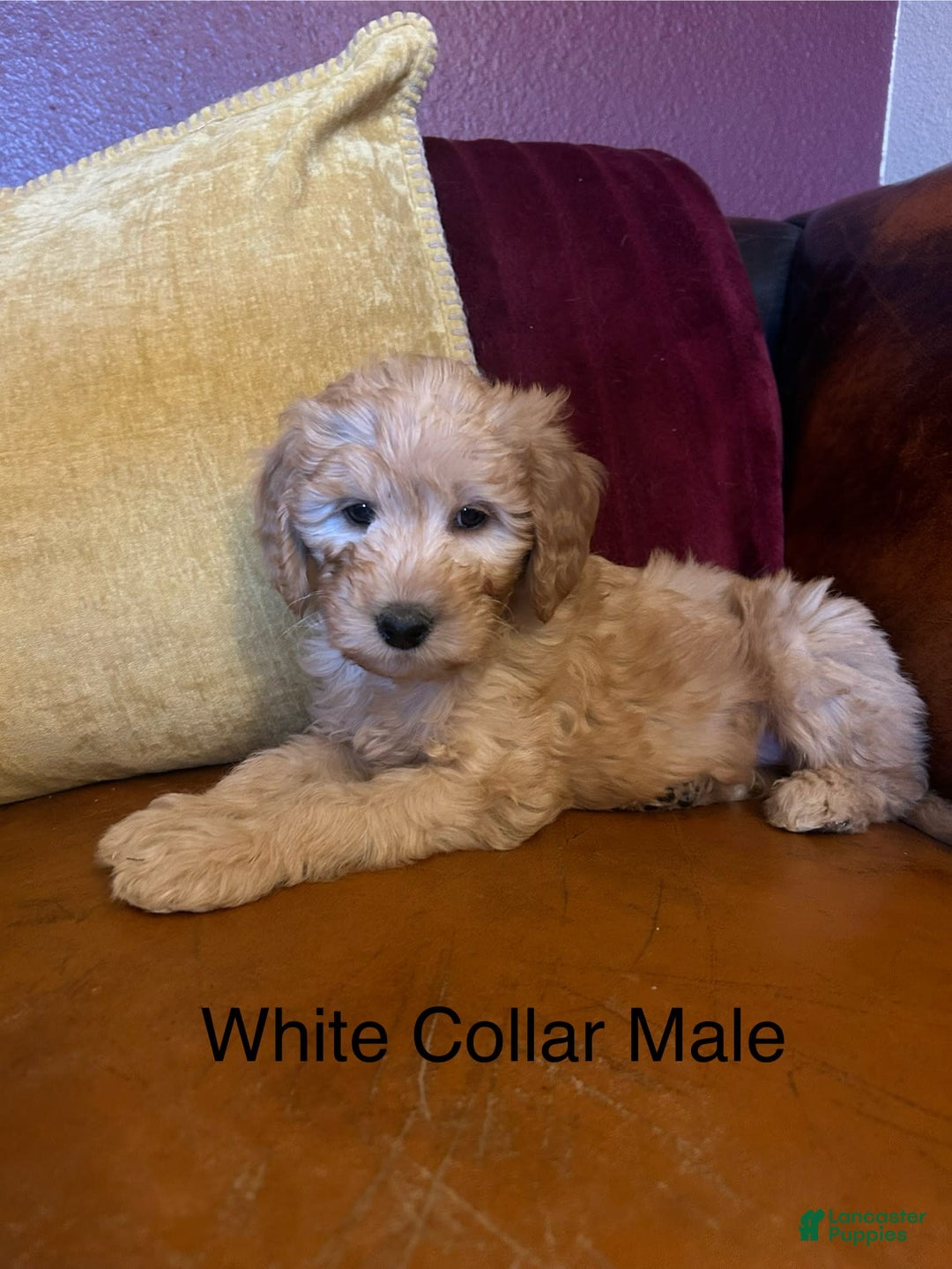 Goldendoodle dogs for sale: White Collar Male - Paulie - Image 1