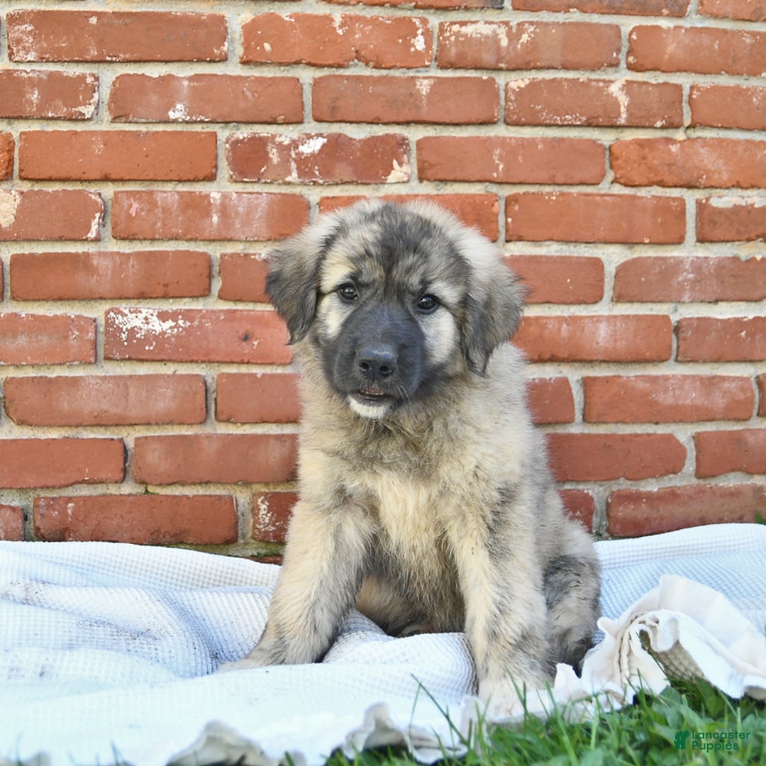 Anatolian Shepherd dogs for sale: Pearl - Image 2