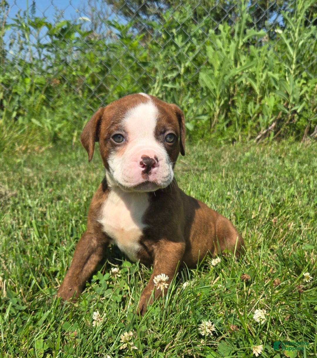 American Bulldog dogs for sale: Miss Honey - Image 17