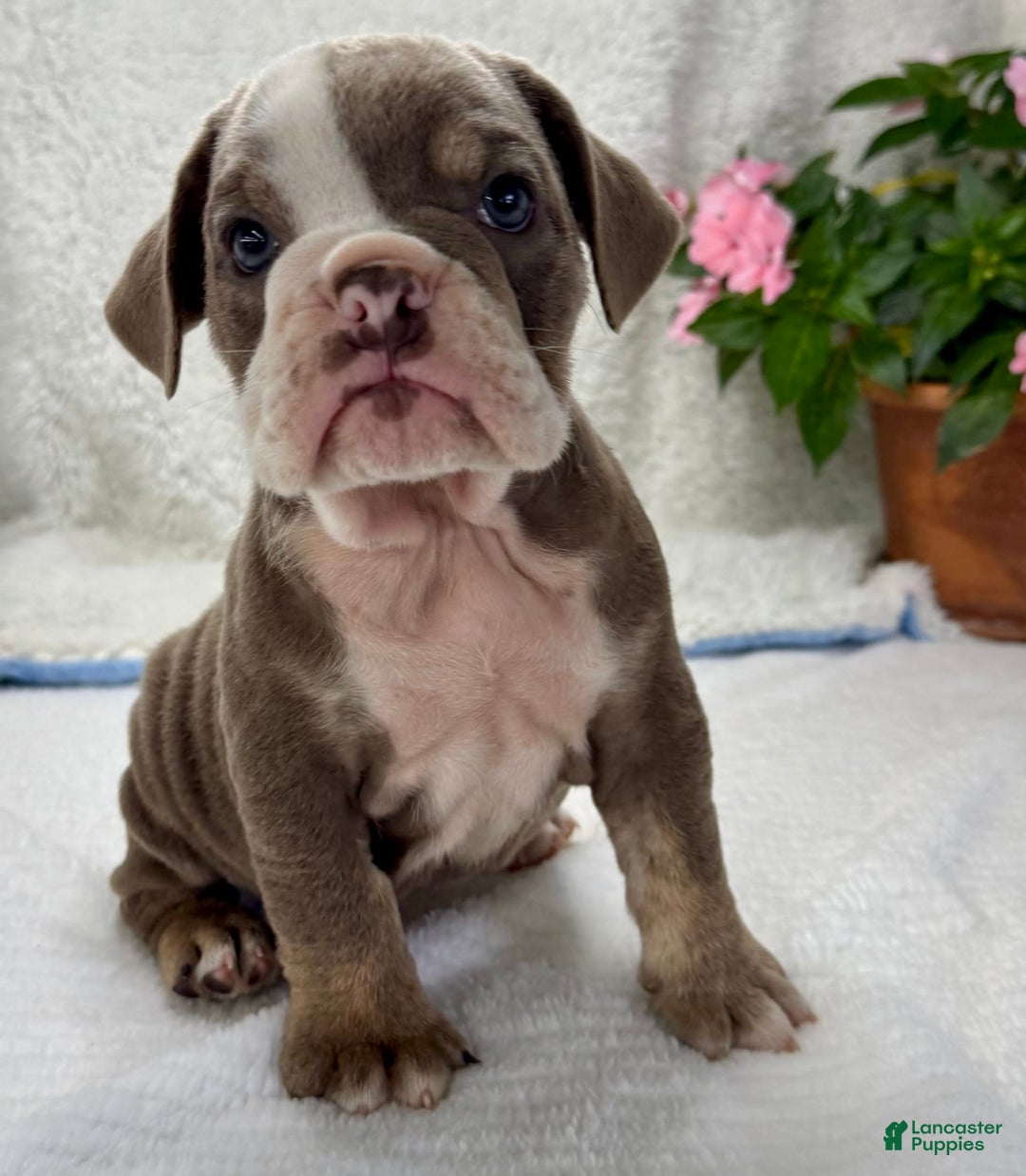 English Bulldog dogs for sale: Elsie - Image 2