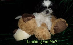Shih Tzu dogs for sale: Tiny Jewel - Image 15