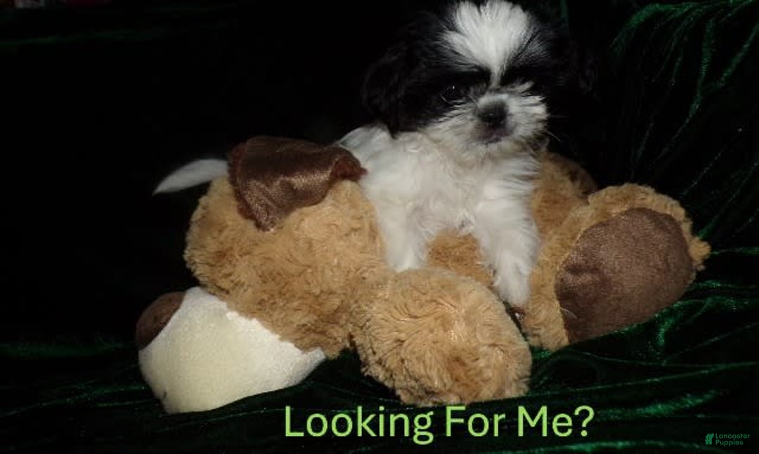 Shih Tzu dogs for sale: Tiny Jewel - Image 15