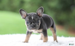 French Bulldog dogs for sale: Wendy - Image 8