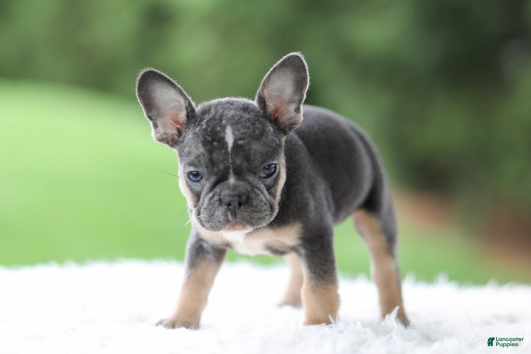 French Bulldog dogs for sale: Wendy - Image 8