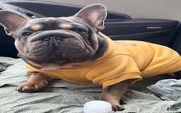 French Bulldog dogs for sale: Peanut - Image 10
