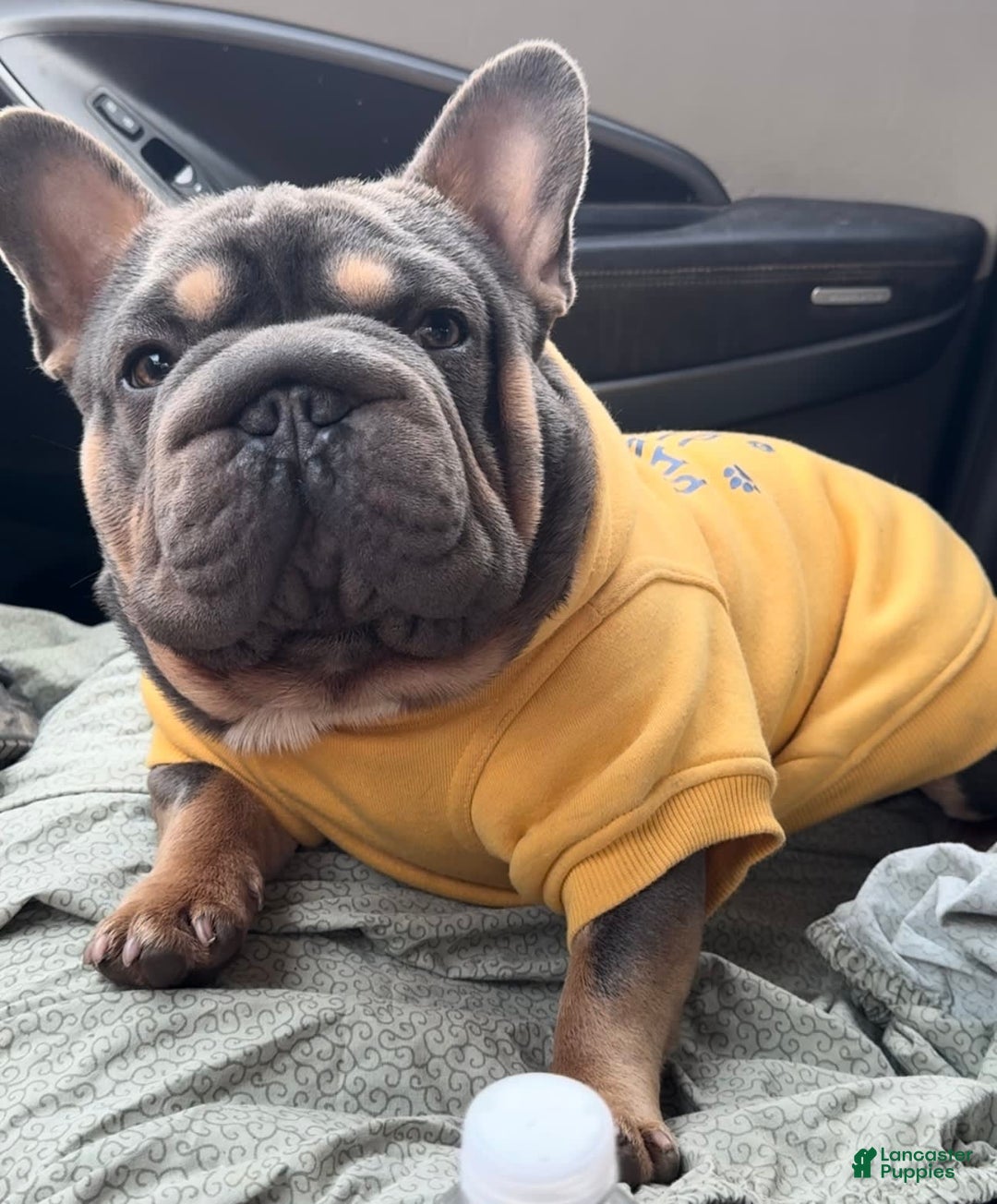 French Bulldog dogs for sale: Peanut - Image 10