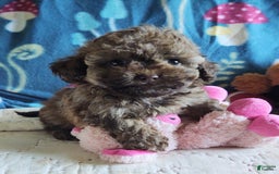Maltipoo dogs for sale: Chocolate Peanut - Image 28