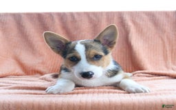 Welsh Corgi Pembroke dogs for sale: Lightning - Image 6