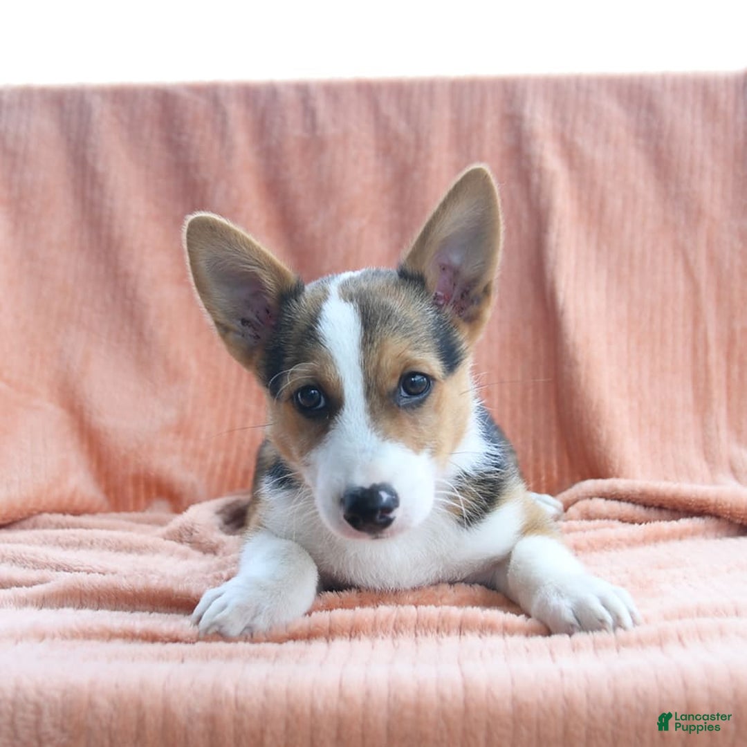 Welsh Corgi Pembroke dogs for sale: Lightning - Image 6