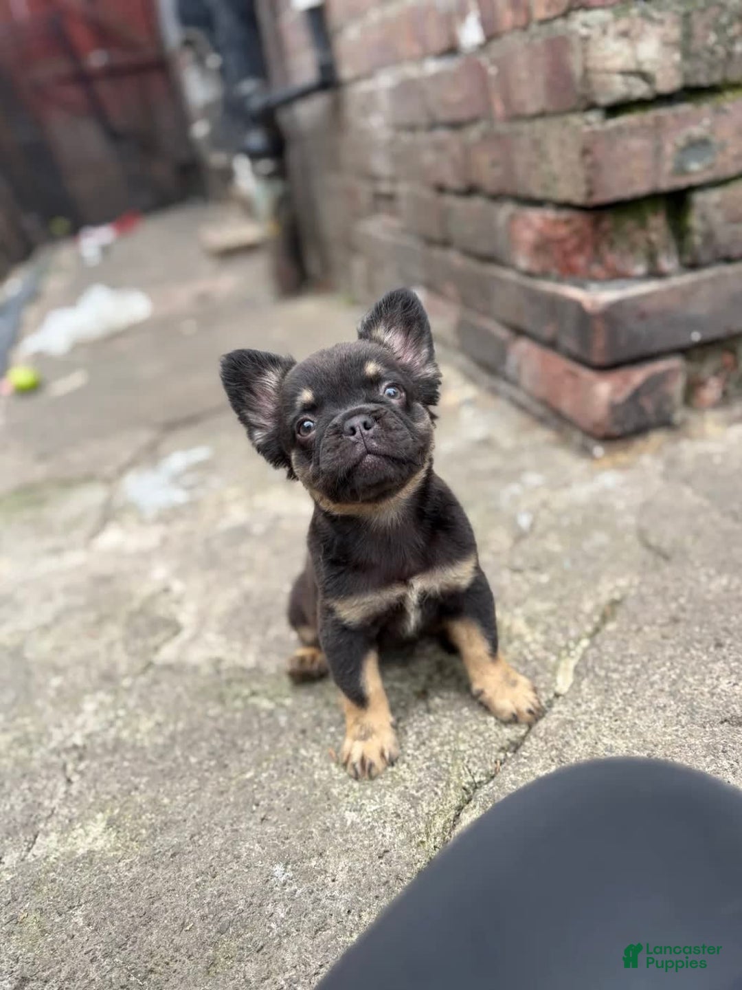 French Bulldog dogs for sale: Katty - Image 2