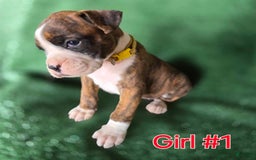 Boxer dogs for sale: Precious - Image 1