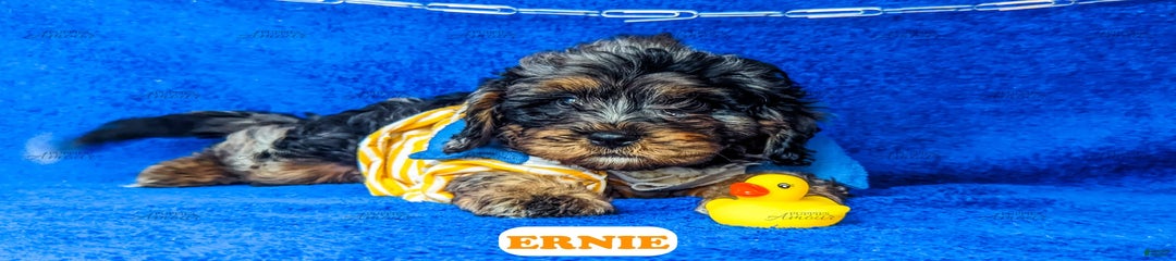 Ernie